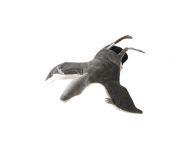 Handpop pterodactylus